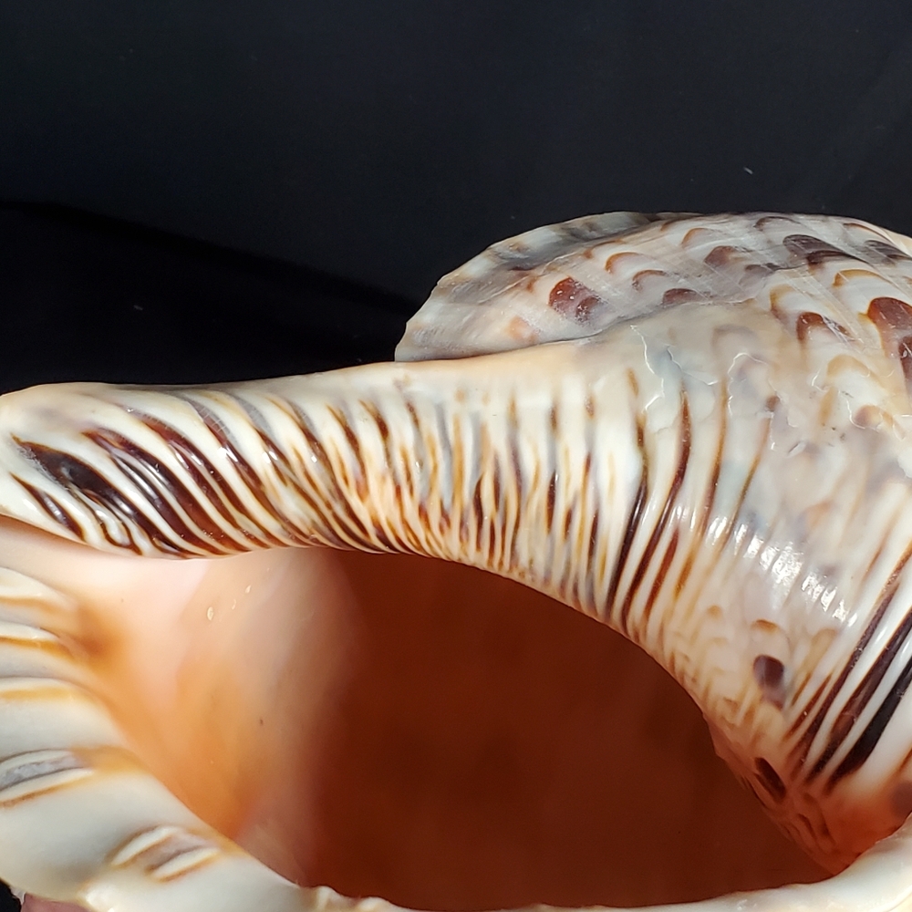 Triton's Trumpet Gaint Shell 14" - Picture 9 of 9